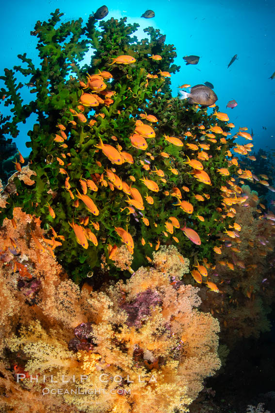 Anthias fish school around green fan coral, Fiji, Pseudanthias