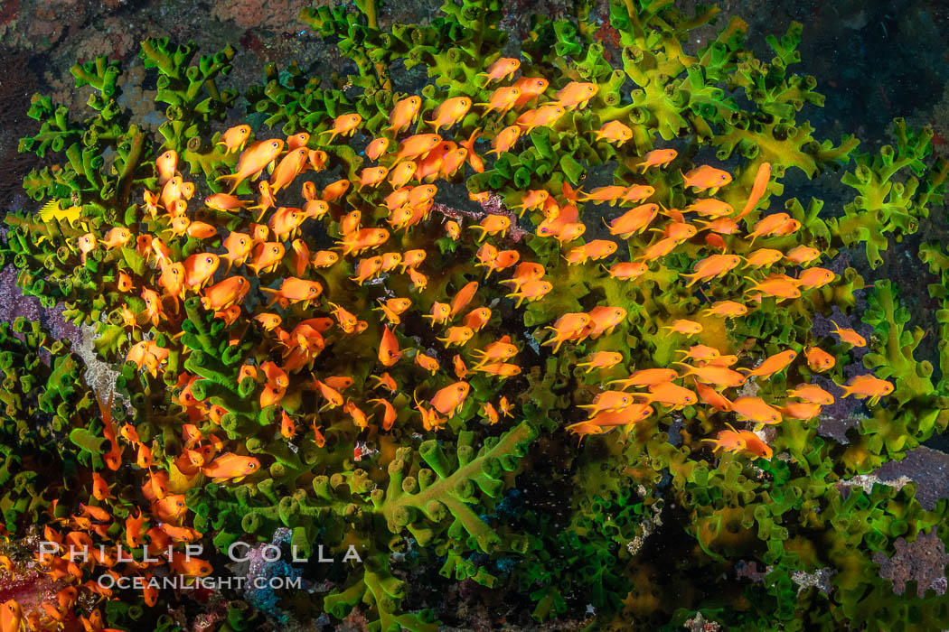 Anthias fish school around green fan coral, Fiji, Pseudanthias, Bligh Waters