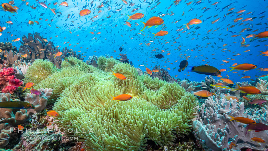 Anthias fish schooling over Fiji coral reef, Pseudanthias, Bligh Waters