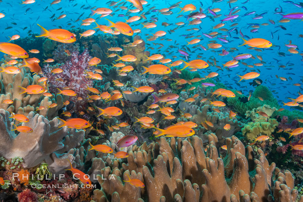 Brilliantly colored orange and pink anthias fishes, schooling in strong ocean currents next to the coral reef which is their home. Fiji. Bligh Waters, Pseudanthias, natural history stock photograph, photo id 34796