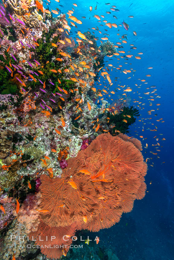 Brilliantly colored orange and pink anthias fishes, schooling in strong ocean currents next to the coral reef which is their home. Fiji. Bligh Waters, Pseudanthias, natural history stock photograph, photo id 35016