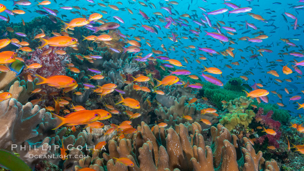 Brilliantly colored orange and pink anthias fishes, schooling in strong ocean currents next to the coral reef which is their home. Fiji. Bligh Waters, Pseudanthias, natural history stock photograph, photo id 35019