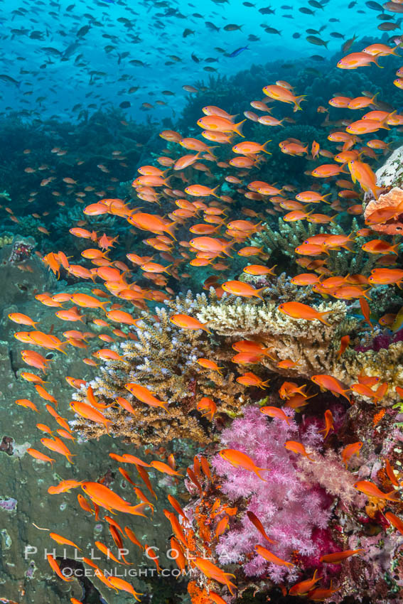Brilliantly colored orange and pink anthias fishes, schooling in strong ocean currents next to the coral reef which is their home. Fiji. Bligh Waters, Pseudanthias, natural history stock photograph, photo id 35013