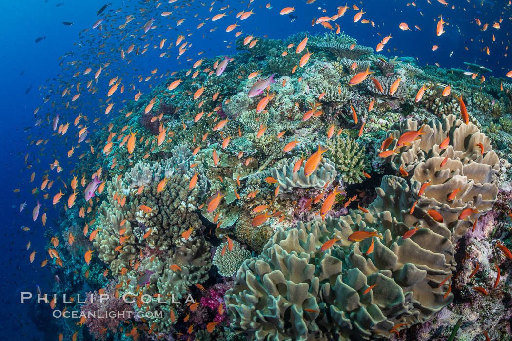 Anthias fishes school in strong currents above hard and soft corals on a Fijian coral reef, Fiji. Bligh Waters, Pseudanthias, natural history stock photograph, photo id 34906