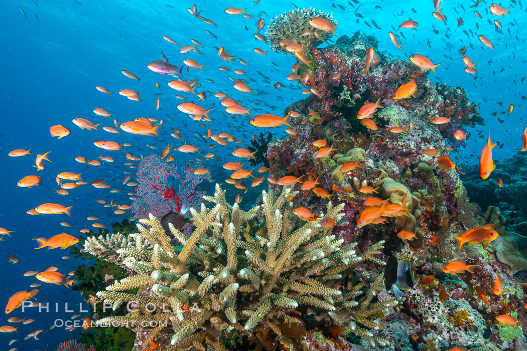 Anthias fishes school in strong currents above hard and soft corals on a Fijian coral reef, Fiji. Bligh Waters, Pseudanthias, natural history stock photograph, photo id 34930