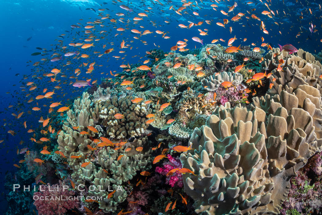 Anthias fishes school in strong currents above hard and soft corals on a Fijian coral reef, Fiji. Bligh Waters, Pseudanthias, natural history stock photograph, photo id 34962