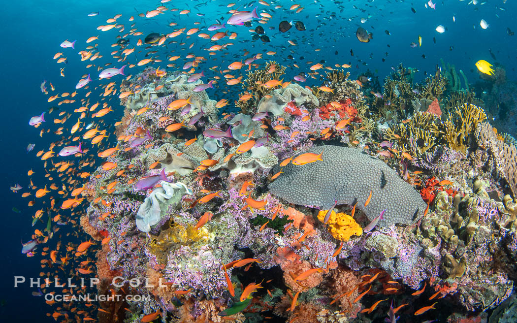 Anthias fishes school in strong currents above hard and soft corals on a Fijian coral reef, Fiji. Vatu I Ra Passage, Bligh Waters, Viti Levu Island, natural history stock photograph, photo id 41162