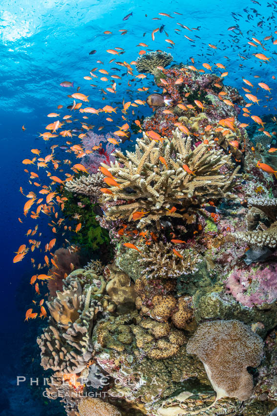 Anthias fishes school in strong currents above hard and soft corals on a Fijian coral reef, Fiji. Bligh Waters, Pseudanthias, natural history stock photograph, photo id 34907
