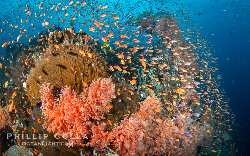 Anthias fishes school in strong currents above hard and soft corals on a Fijian coral reef, Fiji. Vatu I Ra Passage, Bligh Waters, Viti Levu Island, Pseudanthias, natural history stock photograph, photo id 41067