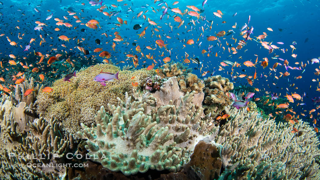 Anthias fishes school in strong currents above hard and soft corals on a Fijian coral reef, Fiji., Pseudanthias, natural history stock photograph, photo id 41107