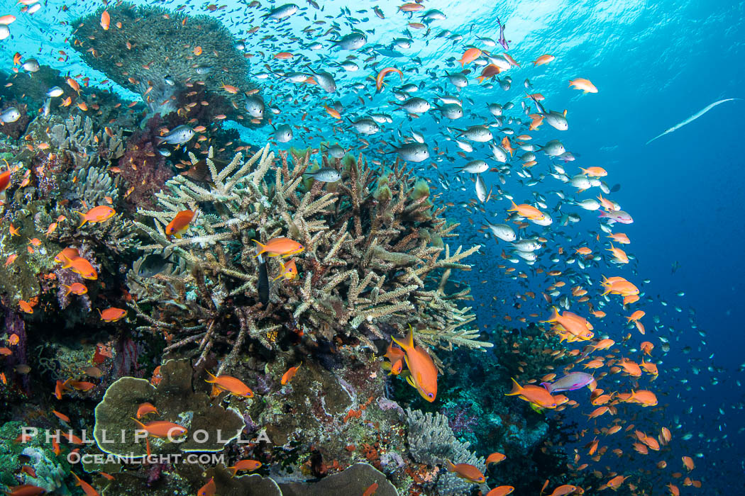 Anthias fishes school in strong currents above hard and soft corals on a Fijian coral reef, Fiji., Pseudanthias, natural history stock photograph, photo id 41111