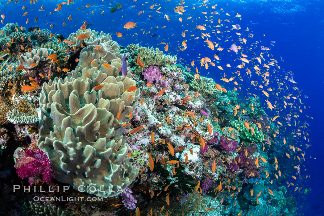 Anthias fishes school in strong currents above hard and soft corals on a Fijian coral reef, Fiji, Pseudanthias, Bligh Waters