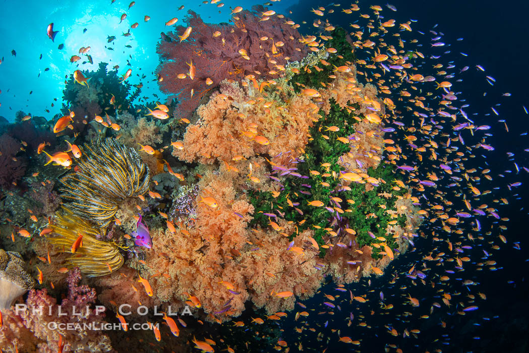 Anthias fishes school in strong currents above hard and soft corals on a Fijian coral reef, Fiji. Vatu I Ra Passage, Bligh Waters, Viti Levu Island, Pseudanthias, natural history stock photograph, photo id 41093