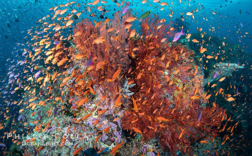 Anthias fishes school in strong currents above hard and soft corals on a Fijian coral reef, Fiji. Vatu I Ra Passage, Bligh Waters, Viti Levu Island, Pseudanthias, natural history stock photograph, photo id 41161