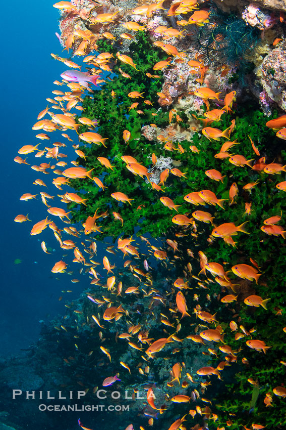Anthias fishes school in strong currents above hard and soft corals on a Fijian coral reef, Fiji. Vatu I Ra Passage, Bligh Waters, Viti Levu Island, Pseudanthias, natural history stock photograph, photo id 41165