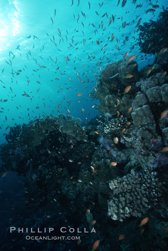 Anthias schooling over coral reef. Egyptian Red Sea, Anthias, Pseudanthias, natural history stock photograph, photo id 05250