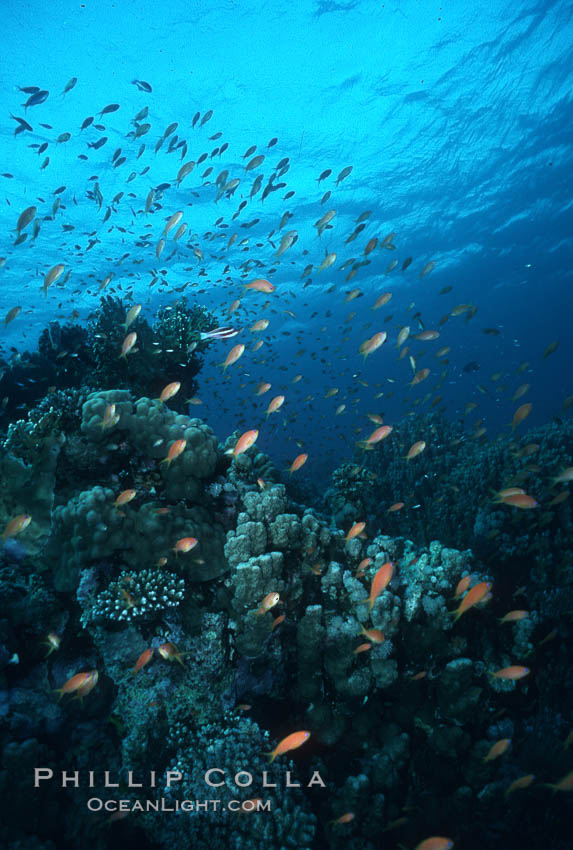 Anthias schooling over coral reef. Egyptian Red Sea, Anthias, Pseudanthias, natural history stock photograph, photo id 05258