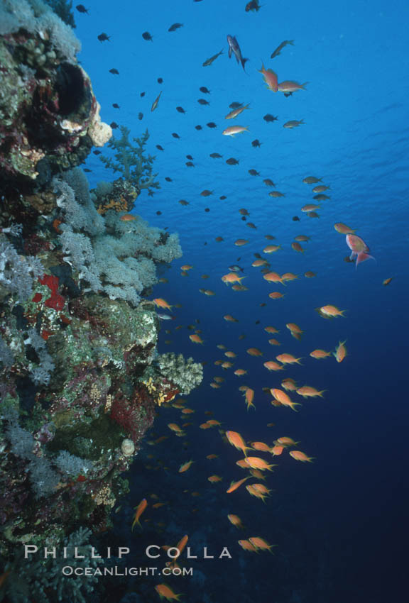 Anthias schooling over coral reef. Egyptian Red Sea, Anthias, Pseudanthias, natural history stock photograph, photo id 05248
