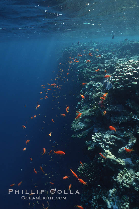 Anthias schooling over coral reef. Egyptian Red Sea, Anthias, Pseudanthias, natural history stock photograph, photo id 05259