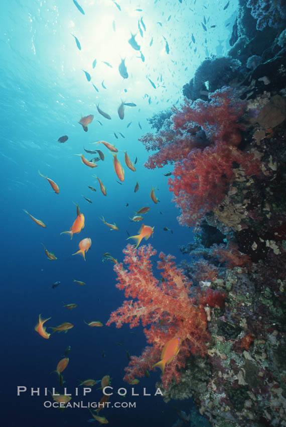 Anthias schooling over coral reef. Egyptian Red Sea, Anthias, Pseudanthias, natural history stock photograph, photo id 05253