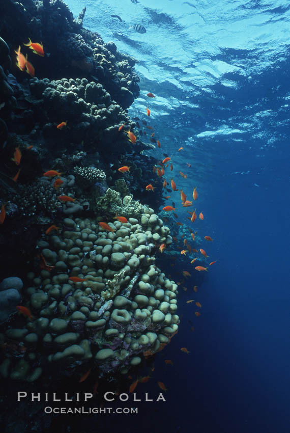 Anthias schooling over coral reef. Egyptian Red Sea, Anthias, Pseudanthias, natural history stock photograph, photo id 05257