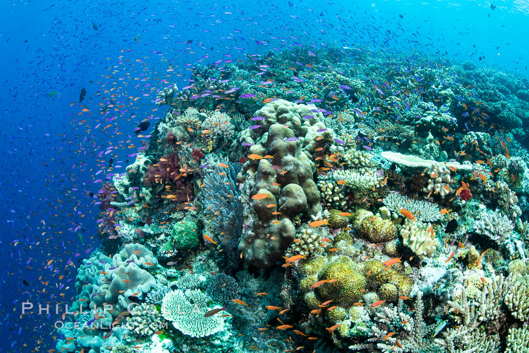 Anthias fishes school in strong currents over a Fijian coral reef, with various hard and soft corals, sea fans and anemones on display. Fiji., Pseudanthias, natural history stock photograph, photo id 34894