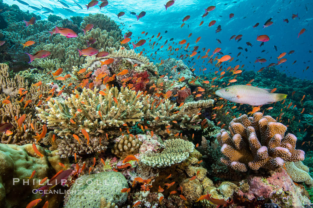 Anthias fishes school in strong currents over a Fijian coral reef, with various hard and soft corals, sea fans and anemones on display. Fiji., Pseudanthias, natural history stock photograph, photo id 34920