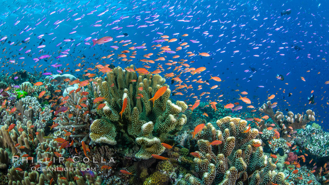 Anthias fishes school in strong currents over a Fijian coral reef, with various hard and soft corals, sea fans and anemones on display. Fiji., Pseudanthias, natural history stock photograph, photo id 34924