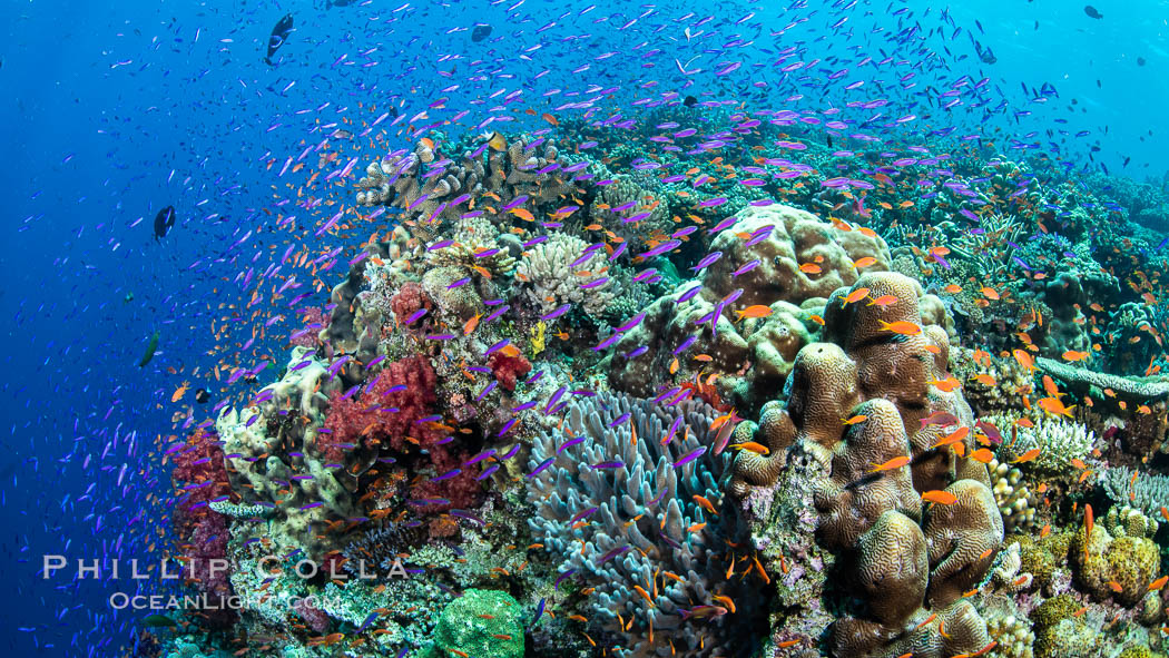 Anthias fishes school in strong currents over a Fijian coral reef, with various hard and soft corals, sea fans and anemones on display. Fiji., Pseudanthias, natural history stock photograph, photo id 34741