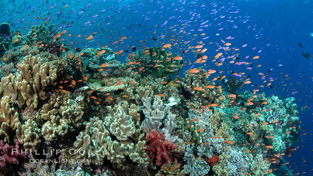 Anthias fishes school in strong currents over a Fijian coral reef, with various hard and soft corals, sea fans and anemones on display. Fiji., Pseudanthias, natural history stock photograph, photo id 34893
