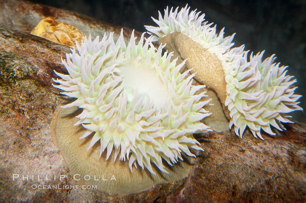 Green sea anemone., Anthopleura xanthogrammica, natural history stock photograph, photo id 12858