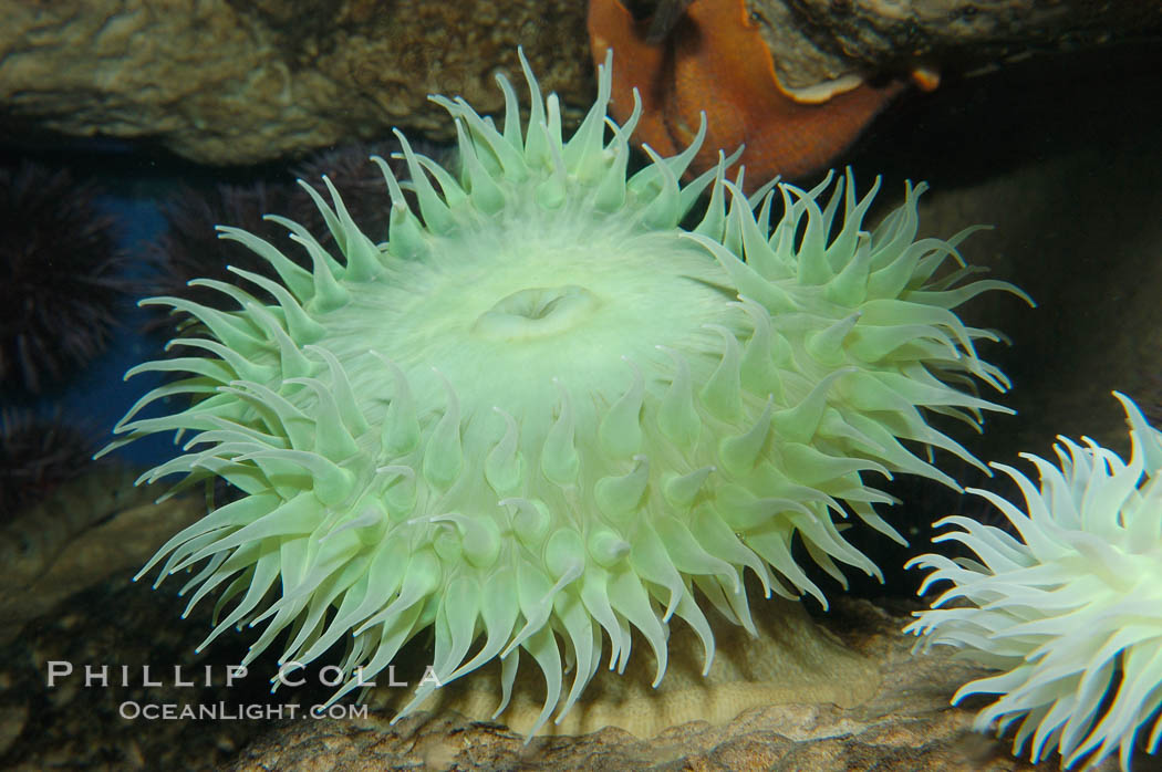 Green sea anemone., Anthopleura xanthogrammica, natural history stock photograph, photo id 09244