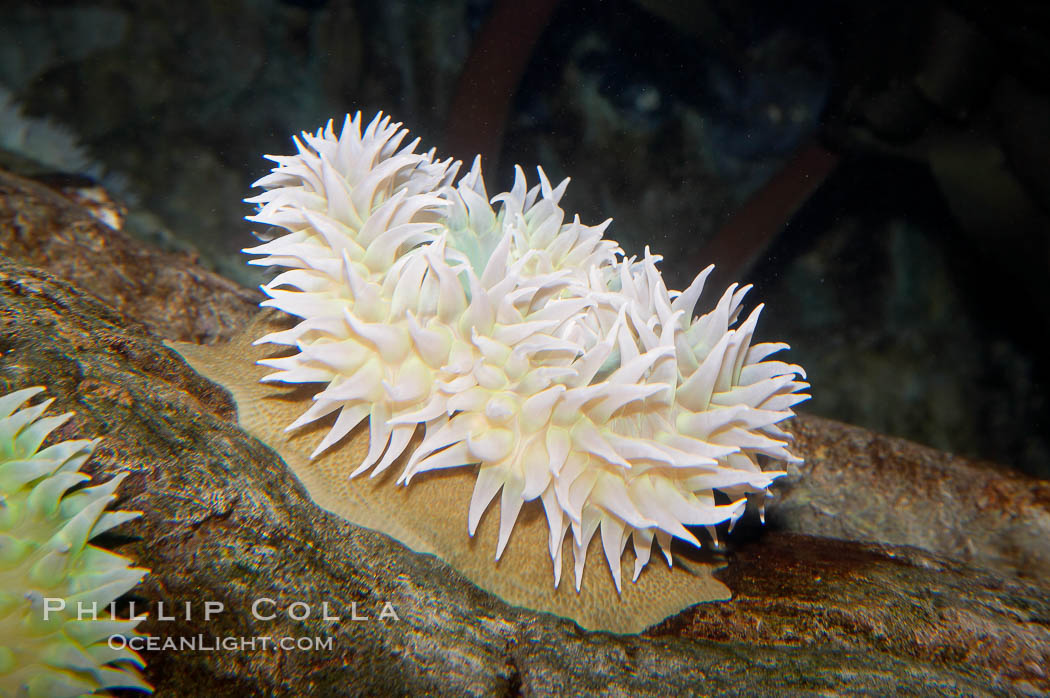 Green sea anemone., Anthopleura xanthogrammica, natural history stock photograph, photo id 12859