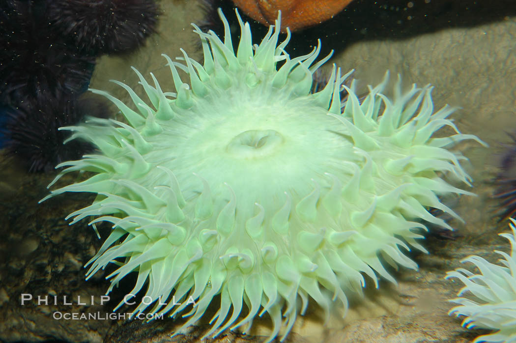 Green sea anemone., Anthopleura xanthogrammica, natural history stock photograph, photo id 09245