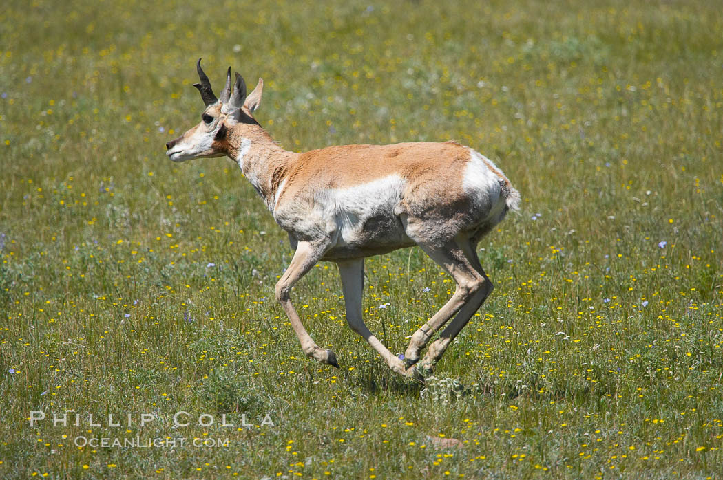 Pronghorn antelope, Lamar Valley.  The Pronghorn is the fastest North American land animal, capable of reaching speeds of up to 60 miles per hour. The pronghorns speed is its main defense against predators. Yellowstone National Park, Wyoming, USA, Antilocapra americana, natural history stock photograph, photo id 13086
