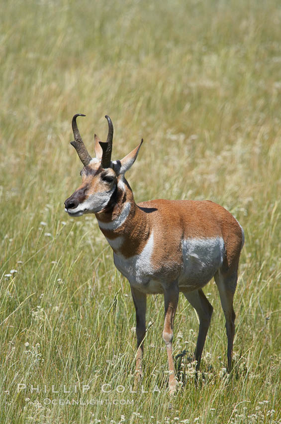 Pronghorn antelope, Lamar Valley.  The Pronghorn is the fastest North American land animal, capable of reaching speeds of up to 60 miles per hour. The pronghorns speed is its main defense against predators. Yellowstone National Park, Wyoming, USA, Antilocapra americana, natural history stock photograph, photo id 13083