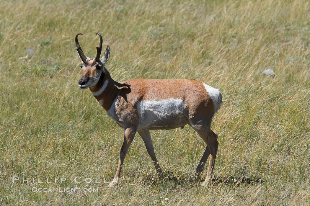 Pronghorn antelope, Lamar Valley.  The Pronghorn is the fastest North American land animal, capable of reaching speeds of up to 60 miles per hour. The pronghorns speed is its main defense against predators. Yellowstone National Park, Wyoming, USA, Antilocapra americana, natural history stock photograph, photo id 13077
