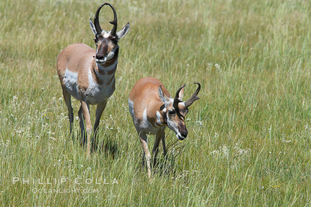 Pronghorn antelope, Lamar Valley.  The Pronghorn is the fastest North American land animal, capable of reaching speeds of up to 60 miles per hour. The pronghorns speed is its main defense against predators. Yellowstone National Park, Wyoming, USA, Antilocapra americana, natural history stock photograph, photo id 13089