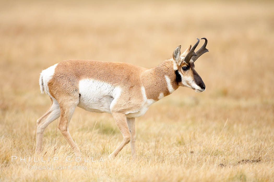 The Pronghorn antelope is the fastest North American land animal, capable of reaching speeds of up to 60 miles per hour. The pronghorns speed is its main defense against predators. Lamar Valley, Yellowstone National Park, Wyoming, USA, Antilocapra americana, natural history stock photograph, photo id 19629