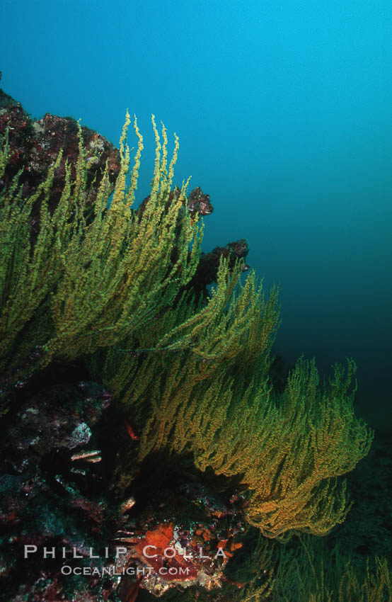 Black coral. Cousins, Galapagos Islands, Ecuador, Antipathidae, natural history stock photograph, photo id 01870