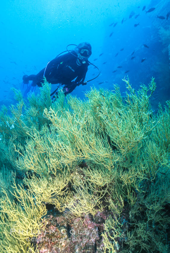 Black coral and diver. Isla Champion, Galapagos Islands, Ecuador, Antipathidae, natural history stock photograph, photo id 05706