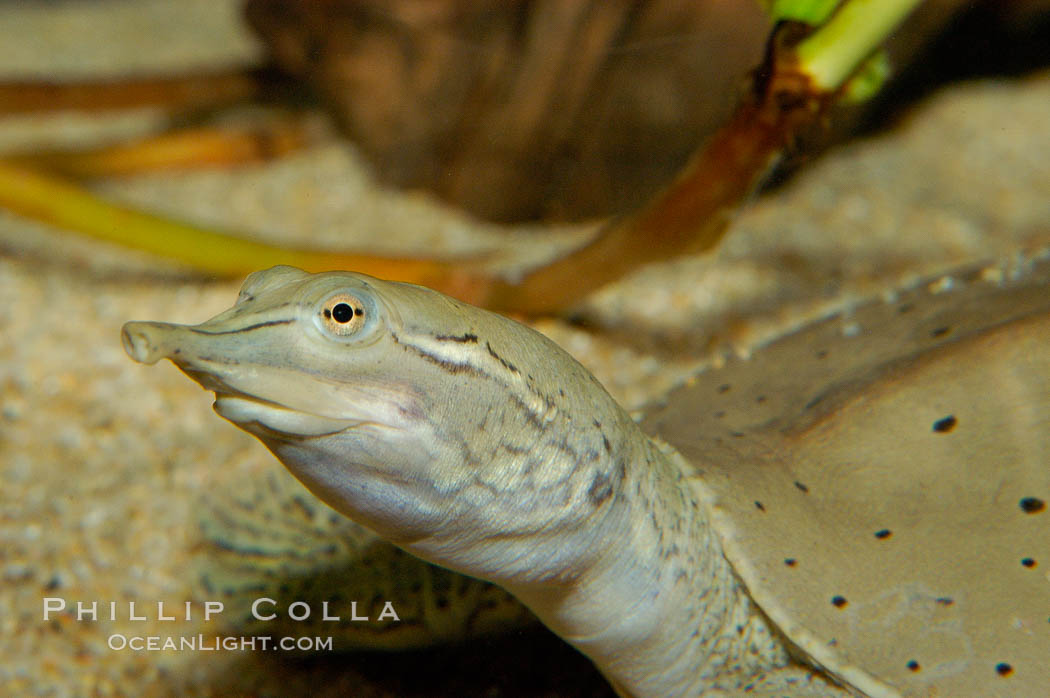 Softshell turtle., Apalone spinifera, natural history stock photograph, photo id 09810