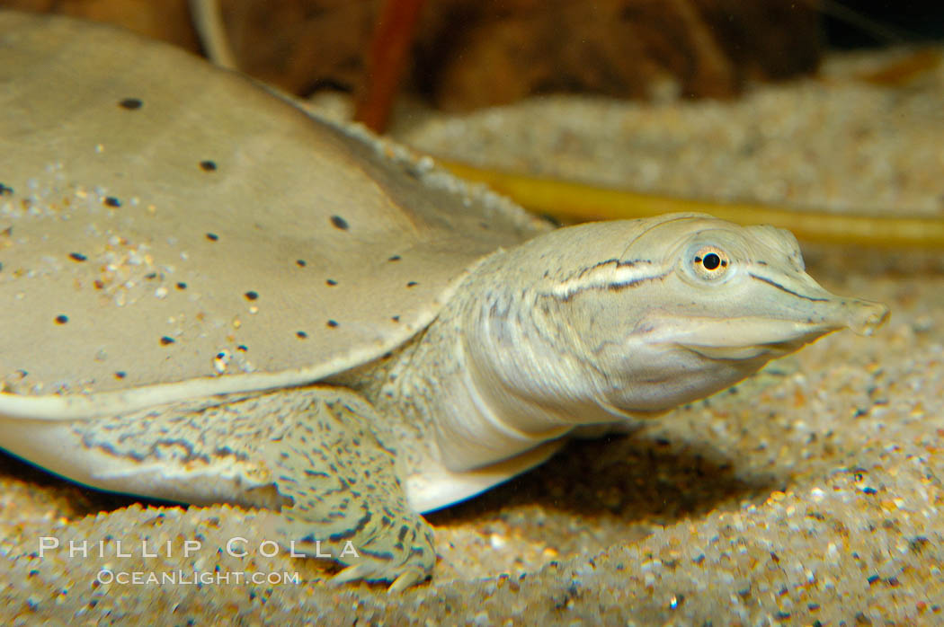 Softshell turtle., Apalone spinifera, natural history stock photograph, photo id 09807