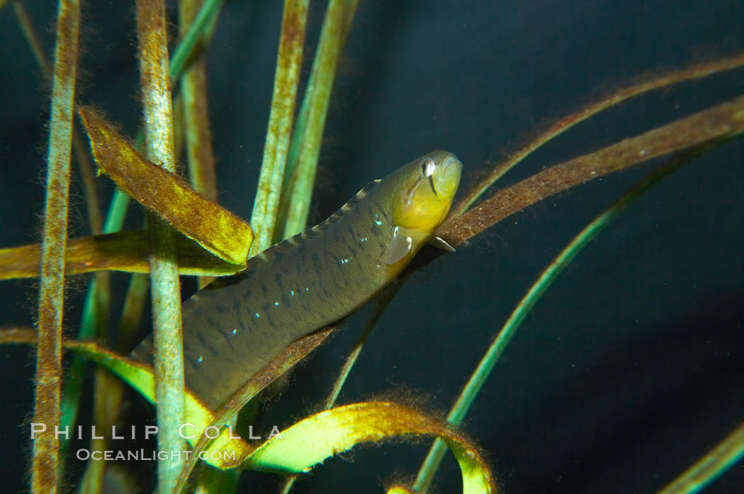 Penpoint gunnel.  Gunnels assume the color of whatever kelp species they eat, this one eats green-colored algae., Apodichthys flavidus, natural history stock photograph, photo id 13716