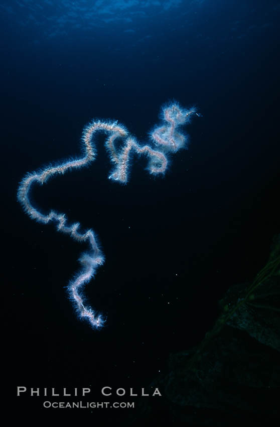 Pelagic siphonophore, one meter section. San Clemente Island, California, USA, Apolemia, natural history stock photograph, photo id 03829