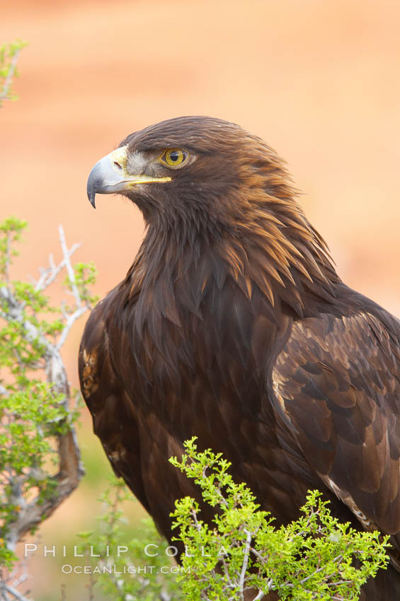 Golden eagle., Aquila chrysaetos, natural history stock photograph, photo id 12211