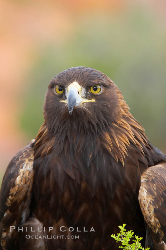 Golden eagle., Aquila chrysaetos, natural history stock photograph, photo id 12205