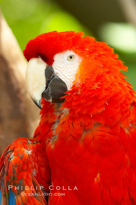 Scarlet macaw., Ara macao, natural history stock photograph, photo id 12542