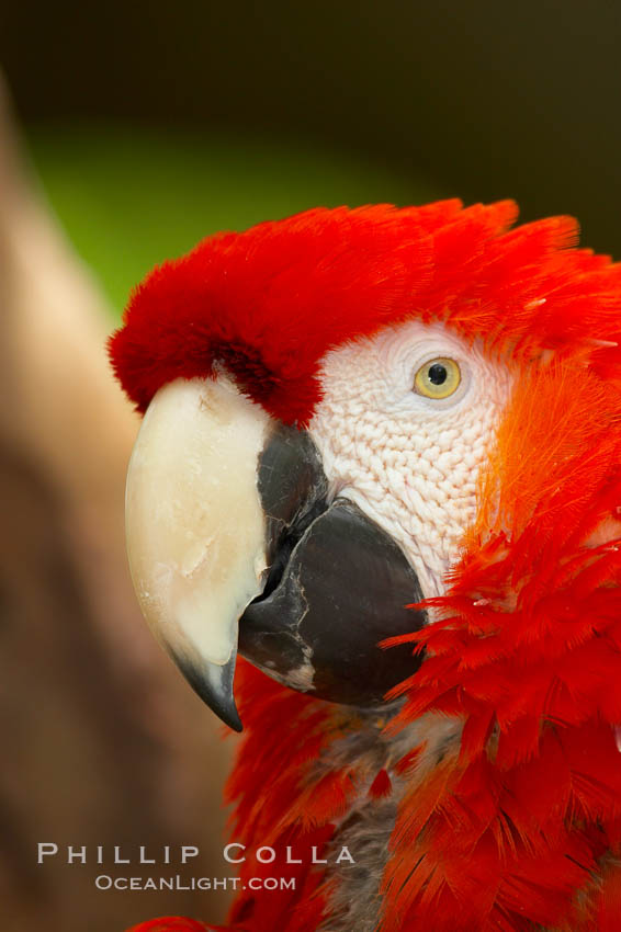 Scarlet macaw., Ara macao, natural history stock photograph, photo id 12545