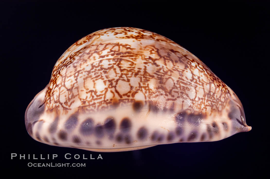 Arabian Cowrie., Cypraea arabica grayana, natural history stock photograph, photo id 07984